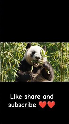 Panda cute animal #rap #music #freestyle #newmusic #puppy #hiphop #babyanimal #funny