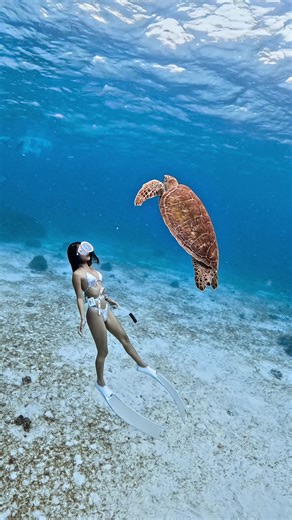 Discover the Beauty of Turtles in Ocean Life