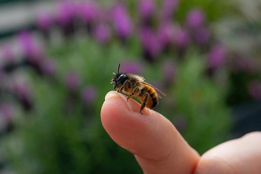 9 Spiritual Meanings of Bees Landing & Flying Around You