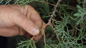 29K views · 2.4K reactions | In this video Terry Erasmus performs some winter maintenance on a customer's Cupressis leylandii; including pruning/thinning, addressing wire bite and a little styling work. For more videos and tutorials follow Terry's YouTube channel. https://www.youtube.com/@TerryErasmusbonsai | Bonsai Tree | Facebook