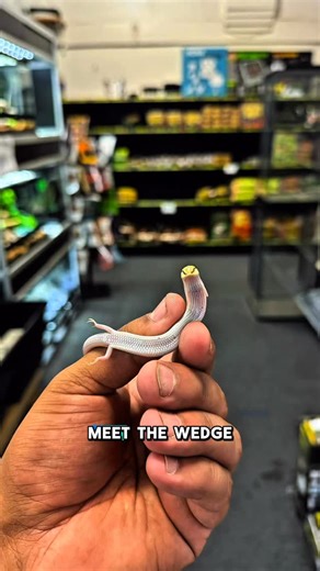 Meet the wedge snouted skink a true desert specialist! 🏜️🦎 With a streamlined body, reduced limbs, and a shovel-like snout, this skink is built for “sand swimming.” It glides through loose dunes to escape predators and extreme heat, spending much of its life beneath the surface. Adapted for survival in harsh desert environments, it’s a perfect example of how evolution shapes reptiles to thrive where few others can. . . . #reptiles #howto #herpetology | LLLReptile & Supply