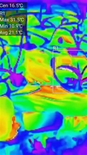 あの野菜の温度を測ってみた（成長中😆）Thermal sensor data of growing garlic #shorts #現代農業 #gardening #garlic #fun