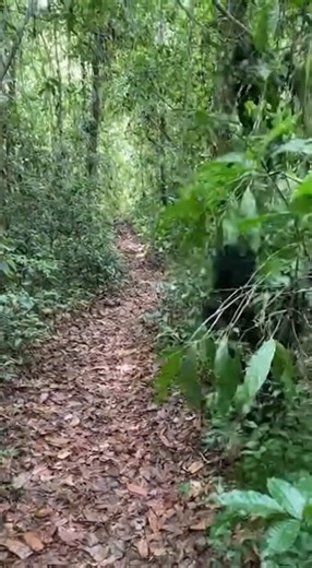 Branches explode as a wild chimpanzee screams from just off the narrow forest path. The phone shakes while a bare hand goes up in front of the lens. In an instant the chimp drops to all fours and charges straight down the trail. The shot collapses into leaves, fists, and raw, furious screaming. #chimpanzee #jungle #wildlife #shorts | Wild Animal Encounters