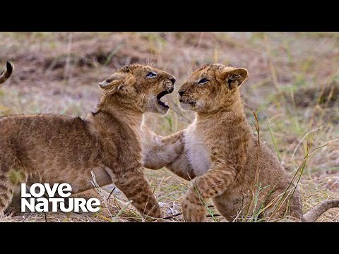Lion Cubs Fight To Survive | Love Nature