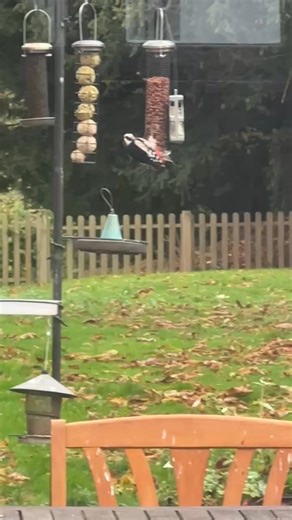 33 reactions · 4 comments | On the bird table today… | Beverley Cuddy | Facebook