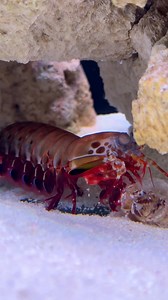86K views · 407 reactions | Mantis shrimp fighting​ dropped this crab! | Tucan Aquatics | Facebook
