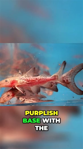 Leopard Rip Saws: My Favorite Peaceful Catfish! #shorts