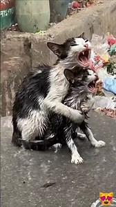 A Crying Cat & Kitten in a Trash Bin… I Couldn’t Walk Away 😢 #kitten #cat