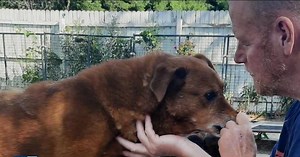 Former volunteer supports criminal charges in The Devoted Barn case