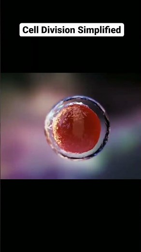 cell division 3d animated video.