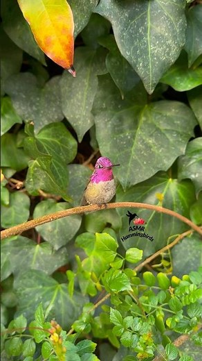 Male Anna’s Hummingbird mating call 🎶✨ #asmr #hummingbirds #annashummingbird