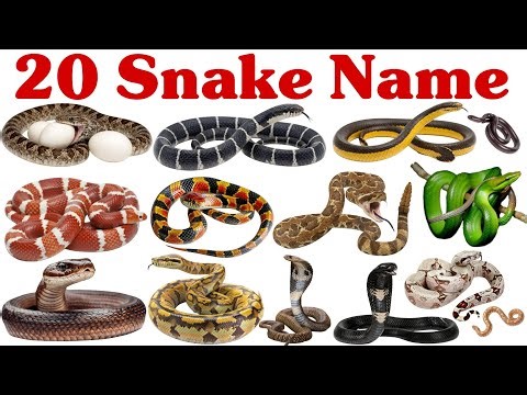 20 साँपों के नाम बच्चों के लिए | Learn 20 Snake Names Easily for Preschoolers and Kids
