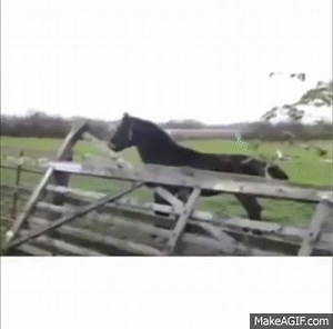 FUNNY HORSE FALLING OVER FENCE! *MUST SEE!* on Make a GIF