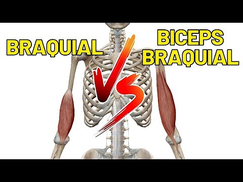 Diferenças entre o músculo BRAQUIAL e o BÍCEPS BRAQUIAL! Ação do músculo bíceps braquial.