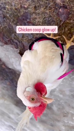 Clucking Fresh (@clucking.fresh)’s videos with original sound - Clucking Fresh