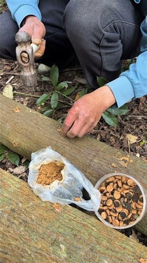 Plants shiitake mushrooms on tree trunks and wait until harvest. #lifehacks #construction #farming