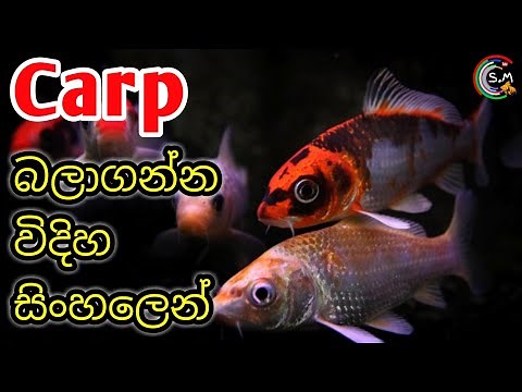 CARP fish CARE (Koi Carp) in Sinhala
