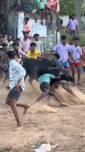 🔥 #vadivasal #jallikattu #trending #bull #tvk #cow #vadam #skr #singampunari #surakudi #மஞ்சுவிரட்டு