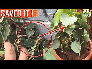 FICUS TREES: Leaf Drop and Main Care Tips on How to Grow at Home | Banyan Tree Peepal Tree