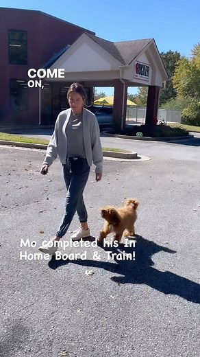 Rucker Dog Training on Reels