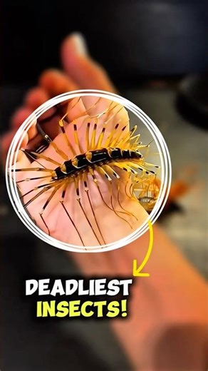 Top 5 Deadliest Insects You Should Never Ignore 😱🐜