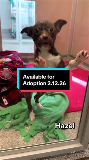 It’s a Puppy Palooza! Many of these cuties are recent arrivals and are looking for their new besties. Come by Seattle Humane 12-6 pm today to visit with one of these adorable pups! #seattle #adopt #adoptabledog #seattlewashington #adoptdontshop