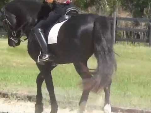 Dressage-Driving Welsh Cob Stallion