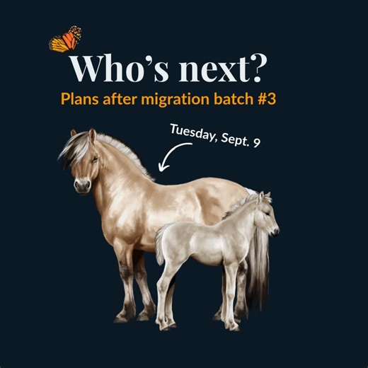 Horse Reality is a FREE-TO-PLAY in-development horse game! 🐎 Every step brings us closer to the next migration. Upcoming Tuesday, the Fjords and Trakehners will be moved.🦋 💬 Do you already know the next breed to be migrated? If you’ve been following us along, there are probably no surprises for you any more 😛 #horserealitygame #horse #horsegame #freetoplaygame #browsergame #horsebreeding #horsebreeds #horsecolours #horsesontiktok #fyp #horselover #freetoplay #horsetok #sneakpeek #behindthesc