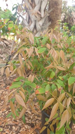 Rare Fruit Tree From Brazil #brazil #nature #rare #fruit #collection #florida #garden #growth #love