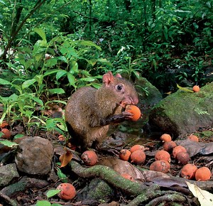 Agouti - Barro Colorado Island celebrating 100 years