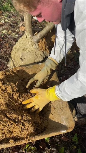 All weather woodland warrior wattle & daub work building the cob wall using a traditional natural mix of sand, clay, straw, lime, ash & water. For this first layer we use quite a dry mix & then apply it to the Hazel wood wattle frame building the wall upwards from the base. As the season changes we have had a lot of rain so have to wrap / cover the work to let it cure slowly without it getting washed away. Excellent work from carpentry student Rhys with a superb mix consitency & nice daubing! #v