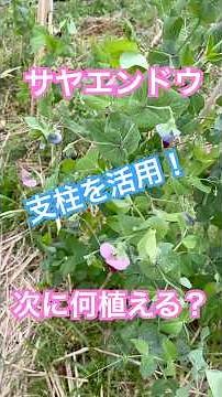 サヤエンドウの支柱をそのまま活用して、次の作物を育てます！
