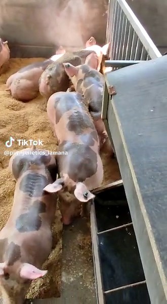 Pietrain Alemán puros 🧬🐖 Pig Genetics La Maná 🐷 #porciculturaecuador #paratii #pietrain #porcinos