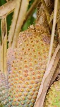 How to Harvest Pineapple Without Poisonous Thorns