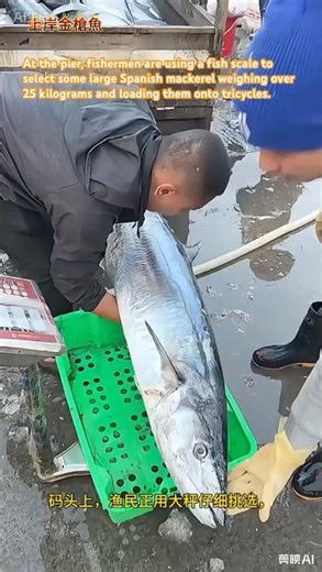 码头上渔民正在用鱼称，挑选一些25公斤以上的大马鲛鱼，搬上三轮车上。