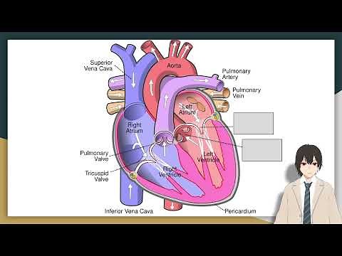 How Blood Travels Through Your Heart | Explained by a 4.0 Nursing Grad RN