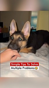Simple Tips To Solve Multiple Problems 😍 | Dogs Your Friends Forever