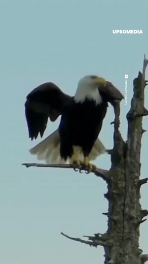 23K views · 288 reactions | An eagle catches a salmon | A majestic eagle catches a salmon in mid swim | The Kiwi | Facebook