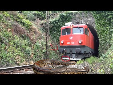 Angry Cobra snake vs train | stop the train video - By Sun Daily