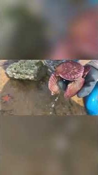 Crabs fighting so hard they're losing their claws!