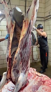 710K views · 8.5K reactions | Splitting a Bison in half. #reels #reelsfb #thebeardedbutchers #butcher #butchering #bison #buffalo #youtube #fyp #meat #viral | The Bearded Butchers | Facebook