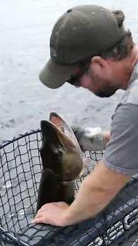 30 POUND MONSTER MUSKY Mayhem! #fishing #muskie #muskyfishing #muskylures #outdoors