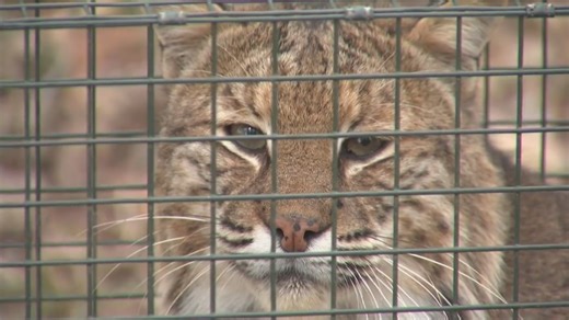 Indiana bobcat trapping season ends early