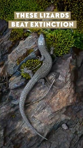 These Lizards Beat Extinction