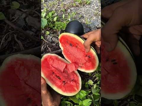 CUTTING FRUIT ASMR ON BORNEO INDONESIA, BEAUTIFUL RARE FRUIT
