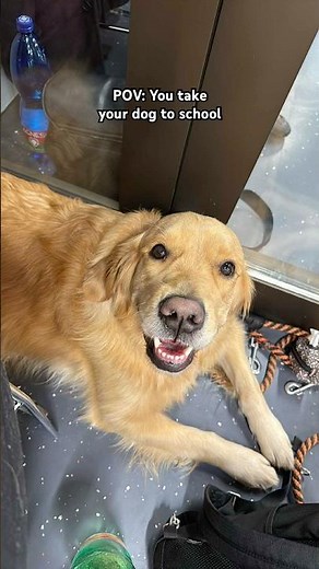 Uni dog! 🐶 #dogs #goldenretriever #school #college #university #animals #pets #cute