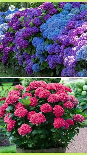 Most beautiful flower plant hydrangea #plantinfohydrangea