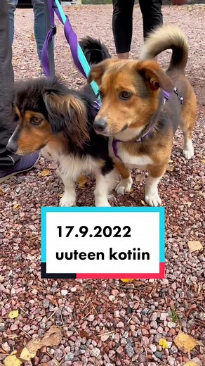 40 onnekasta rescue-koiraa sai 17.9. uuden kodin ❤️ #petrescuefinland #rescuekoirat #rescuelemmikit #koirat #koiratsuomi #lemmikit #rescue #rescuedogs #rescuepets #dogs #dogsofttiktok