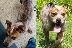 Dog Adoption: 19 Before and After Photos That Will Melt Your Heart