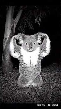 Cute and funny KOALA video with fact at the end 🌿🌿🌿